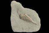 Nice, Crinoid (Macrocrinus) Fossil - Crawfordsville, Indiana #78257-1
